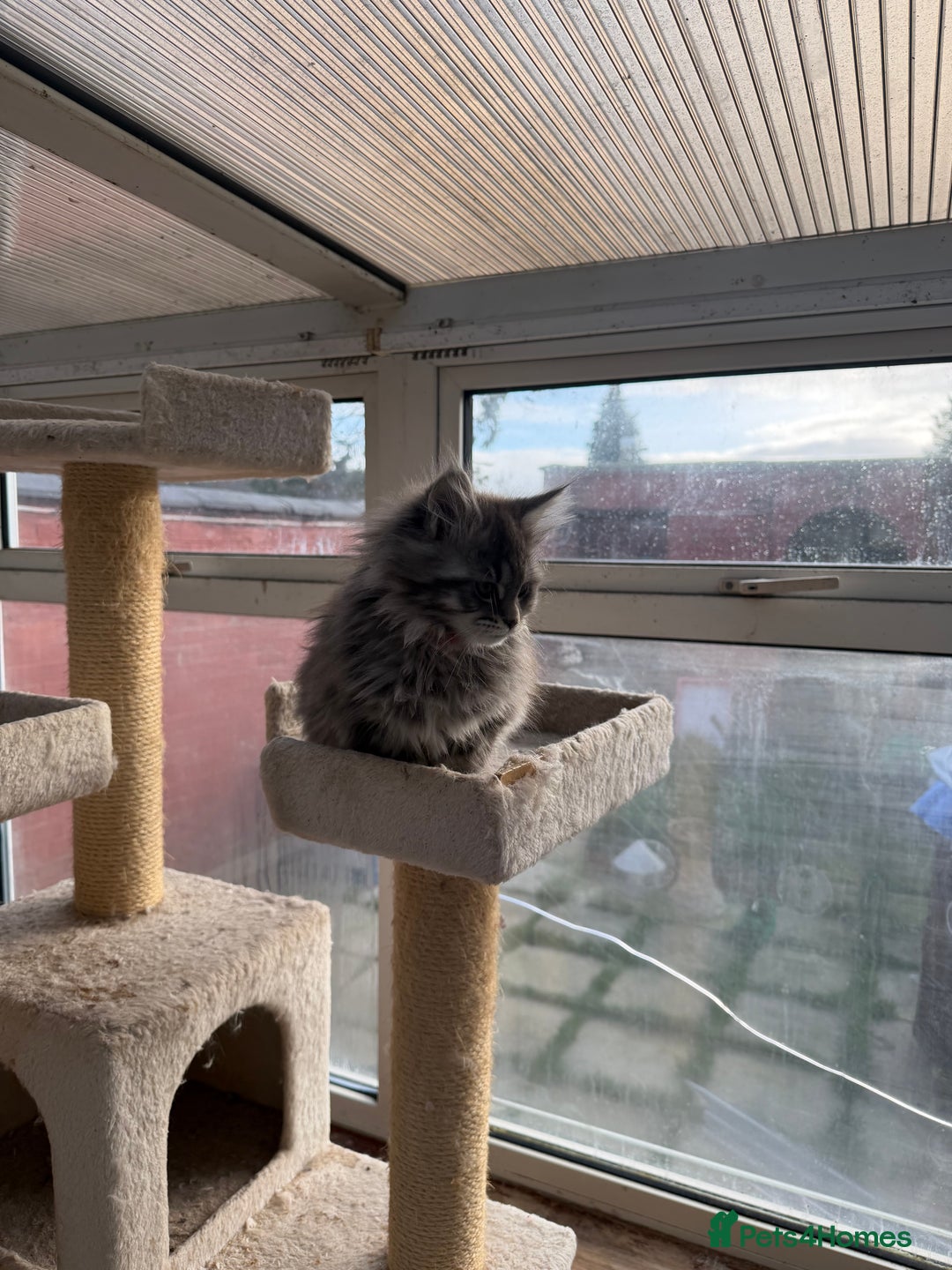 Maine Coon cats for sale: Maine Coon - Advert 32