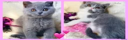 British Shorthair cats for sale: Gorgeous British Shorthairs Available - Registered - Advert 2