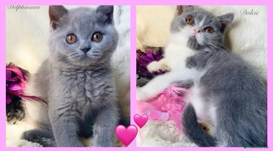 British Shorthair cats for sale: Gorgeous British Shorthairs Available - Registered - Advert 2