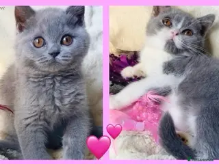 British Shorthair cats Gorgeous British Shorthairs Available - Registered - Advert 2