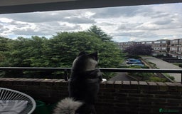 Akita dogs for sale: American Akita- Loyal and a wonderful temprement. - Image 7