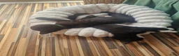 Mixed Breed cats for sale: Stroudies Ruby, Ivy, Dilly, Dave n Norman need ya - Advert 11