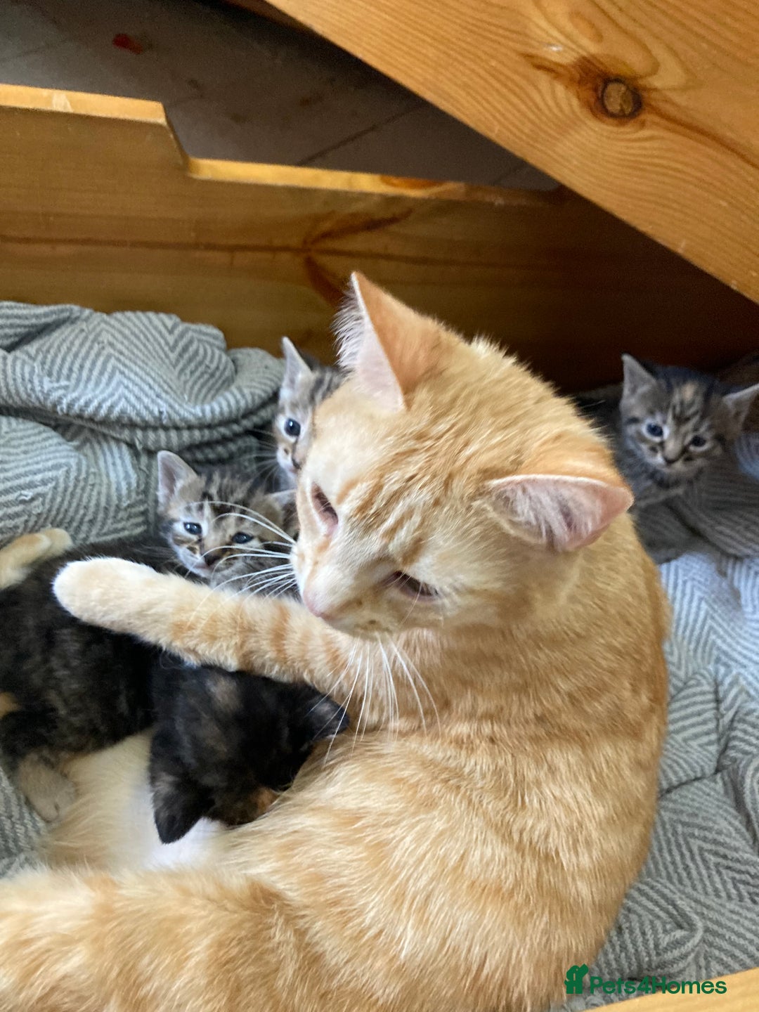Mixed Breed cats for sale: 2 beautiful kittens  - Image 9