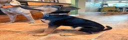 Mixed Breed dogs for adoption: KOOPER ADORABLE 4.5 MONTH OLD PUPPY in Stone - Advert 11