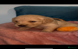 Golden Retriever dogs for sale: Gorgeous Golden Retriever Puppies - Image 7