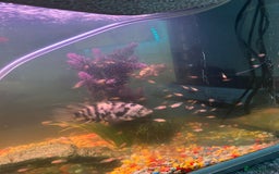 Cichlids fish for sale: American “convict” chiclids - Image 2