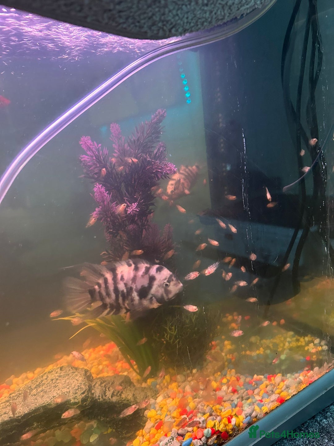Cichlids fish for sale: American “convict” chiclids - Image 2