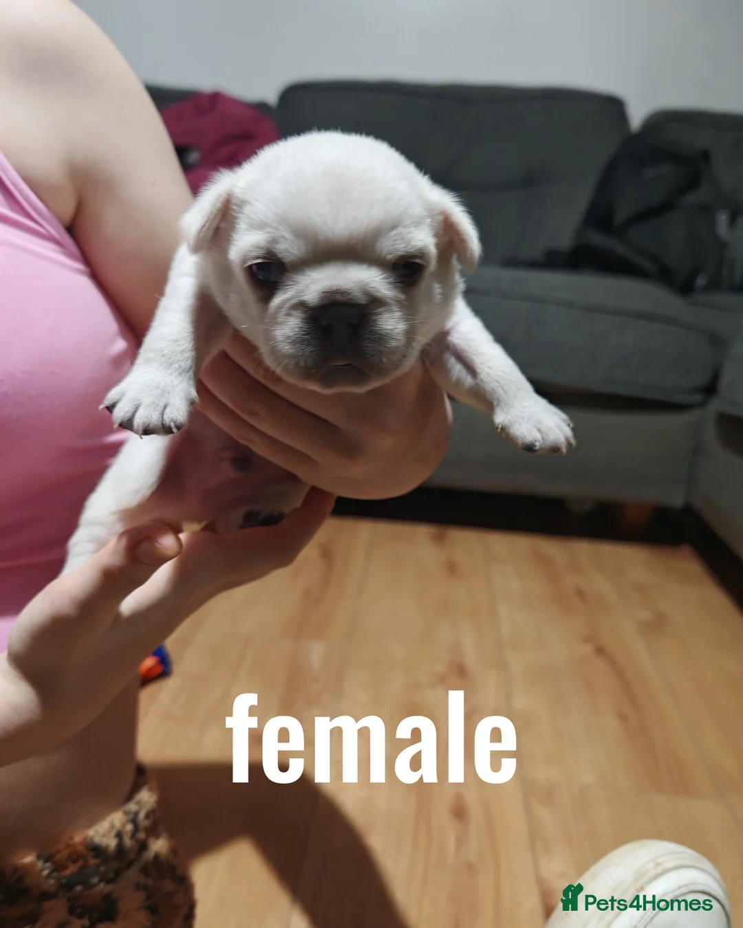 Frug dogs for sale: Frug puppies  - Advert 23