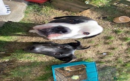 Mixed Breed dogs for sale: Cane Corso-Belgian Malanois cross American Bulldog - Advert 4