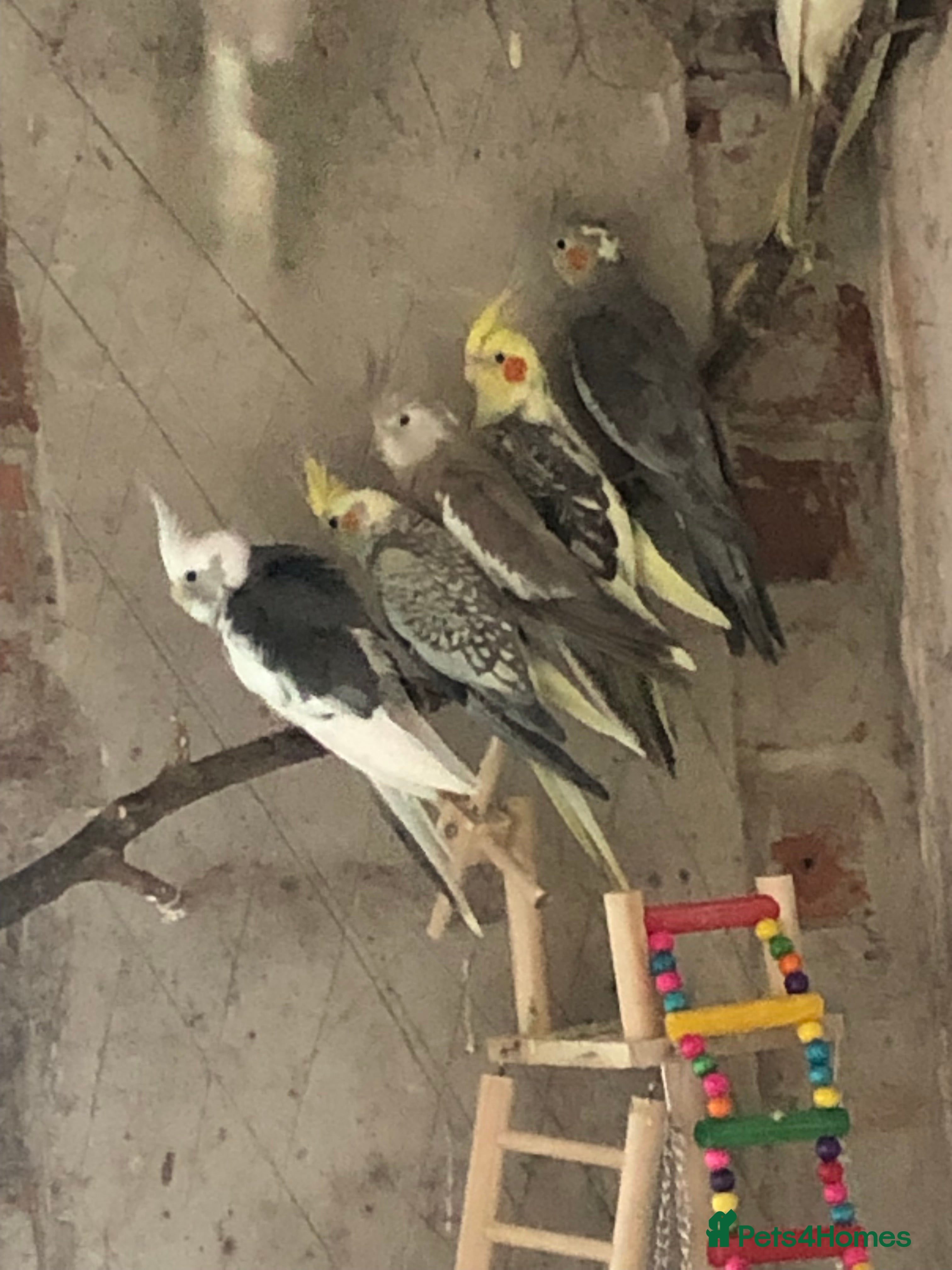 Cockatiels birds 7 cockatiels for sale. Unsexed. 1 year old. - Advert 1