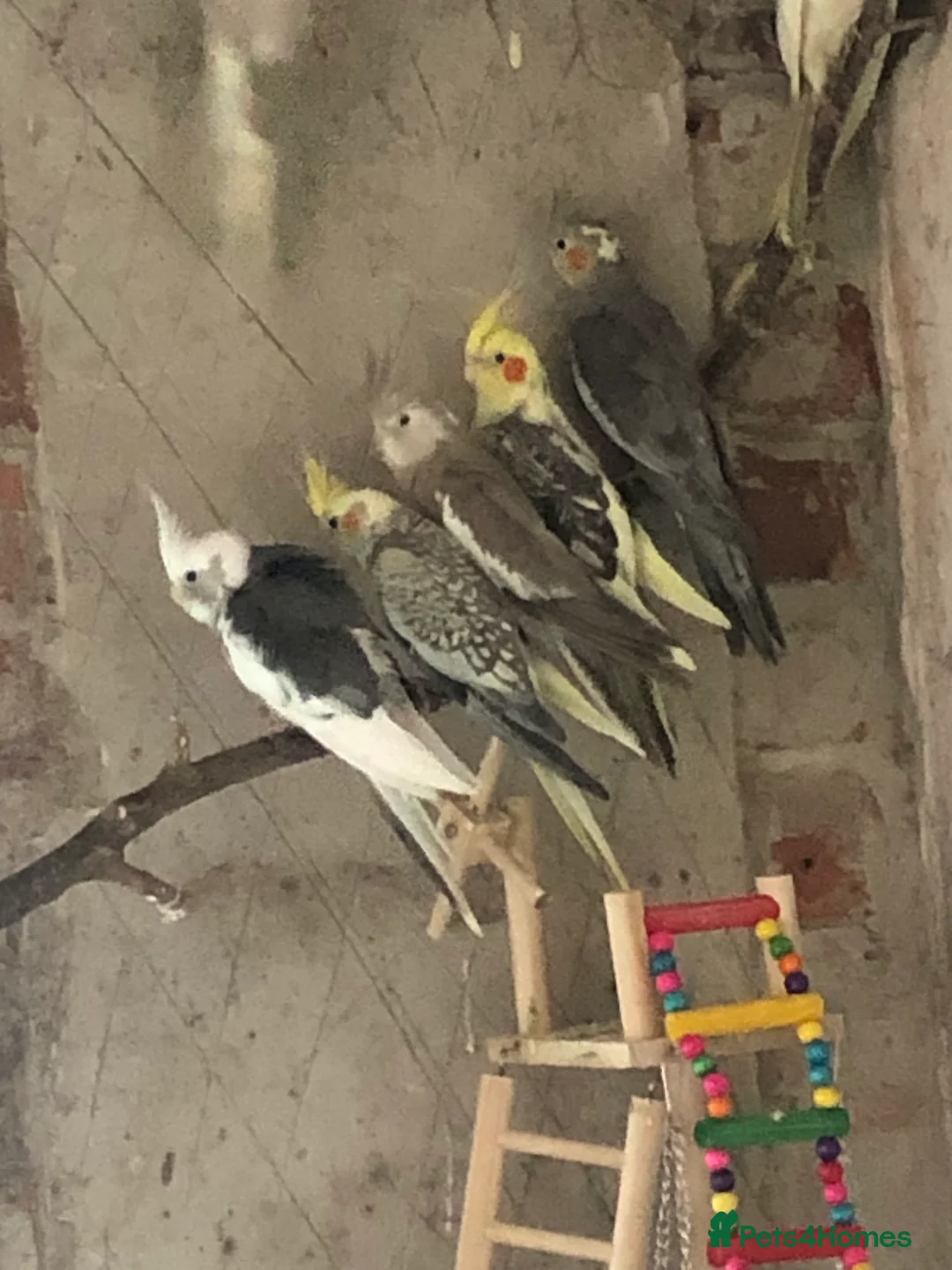 Cockatiels birds for sale: 7 cockatiels for sale. Unsexed. 1 year old. - Advert 1