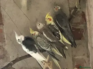 Cockatiels birds 7 cockatiels for sale. Unsexed. 1 year old. - Advert 1