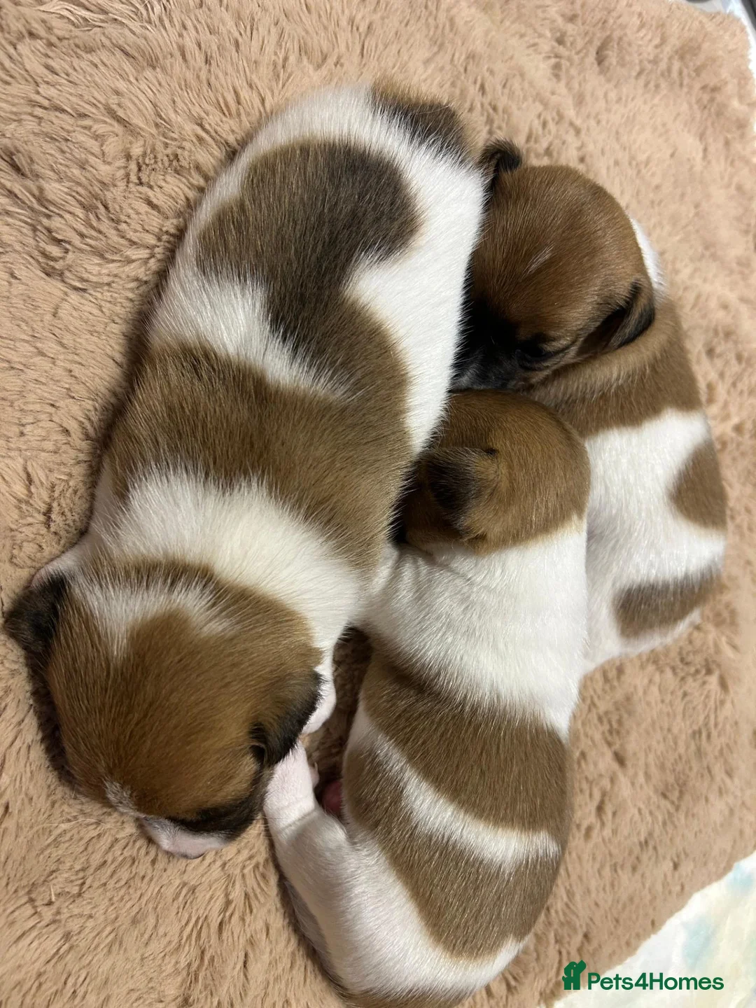 Jack Russell dogs for sale: Jack Russell Puppies - Advert 1