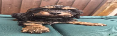 Cavapoo 1
