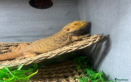 Bearded Dragon reptiles for sale: Bearded Dragon & full set up  - Image 7
