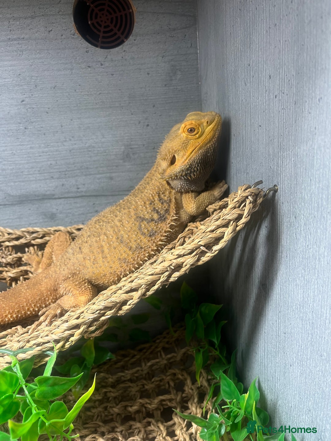 Bearded Dragon reptiles for sale: Bearded Dragon & full set up  - Image 7