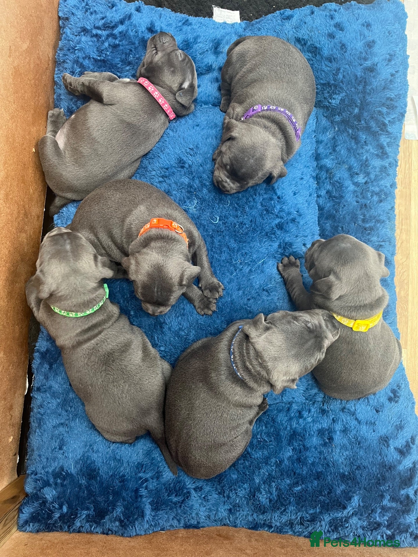 Staffordshire Bull Terrier dogs for sale: Blue Staffordshire bull terriers  - Advert 1