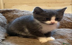 Mixed Breed cats for sale: Stunning part Siamese male kitten  - Image 1
