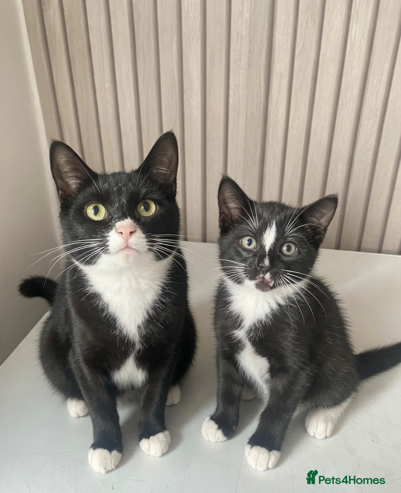 Domestic Shorthair cats lilly and her bay boy need their forever home  - Advert 3