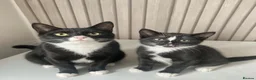 Domestic Shorthair cats for sale: lilly and her bay boy need their forever home  in Chesterfield - Advert 1