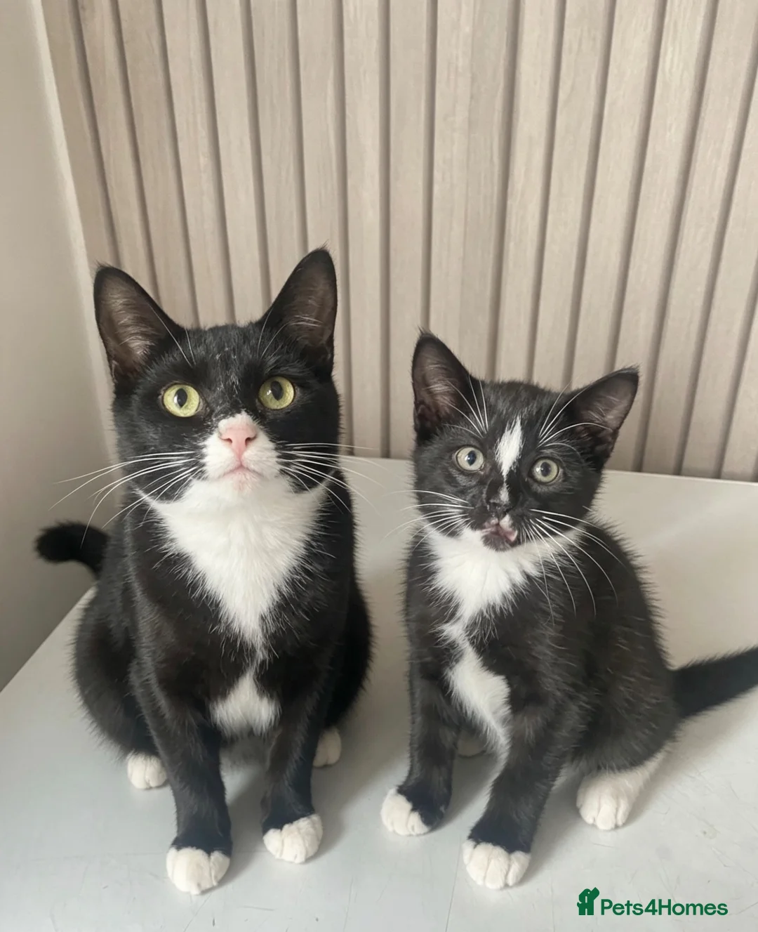Domestic Shorthair cats for sale: lilly and her bay boy need their forever home  in Chesterfield - Advert 1