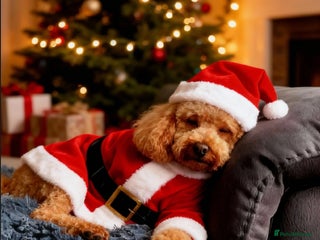 Toy Poodle dogs Well-proven stud toy poodle, KC reg and DNA tested in Gloucester - Advert 12