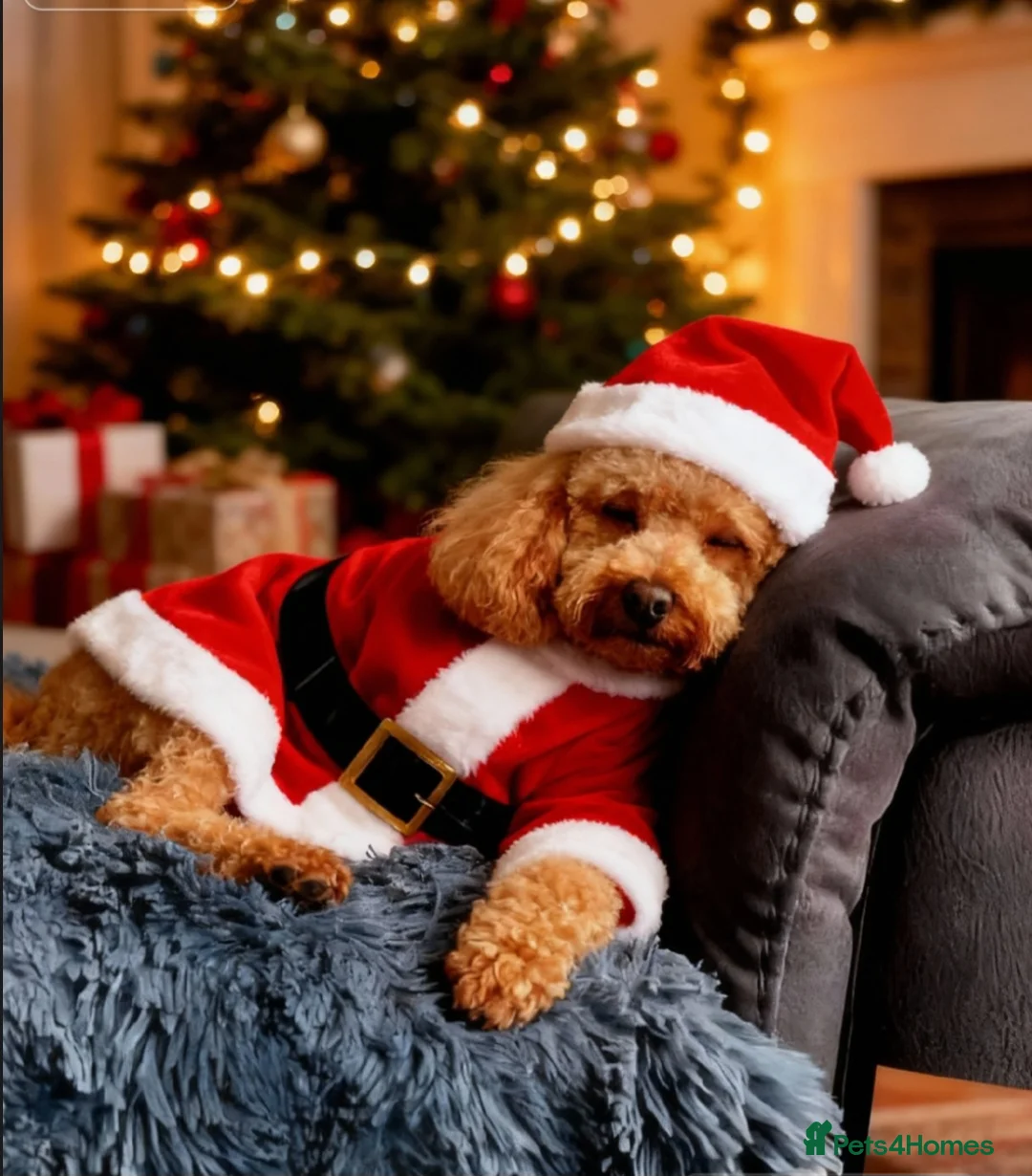 Toy Poodle dogs for stud:  stud toy poodle, KC reg and DNA tested and clear in Gloucester - Advert 3