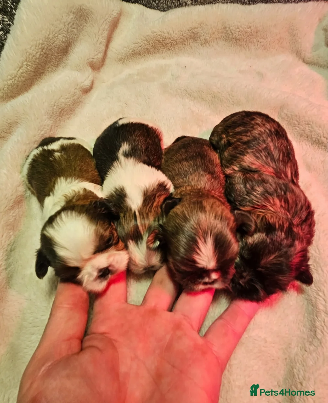Shih Tzu dogs for sale: Shih tzu puppys  - Advert 3