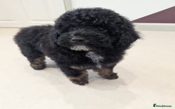 Miniature Poodle dogs for sale: 4 Beautiful Miniature Poodle puppies  in Skelmersdale - Image 6