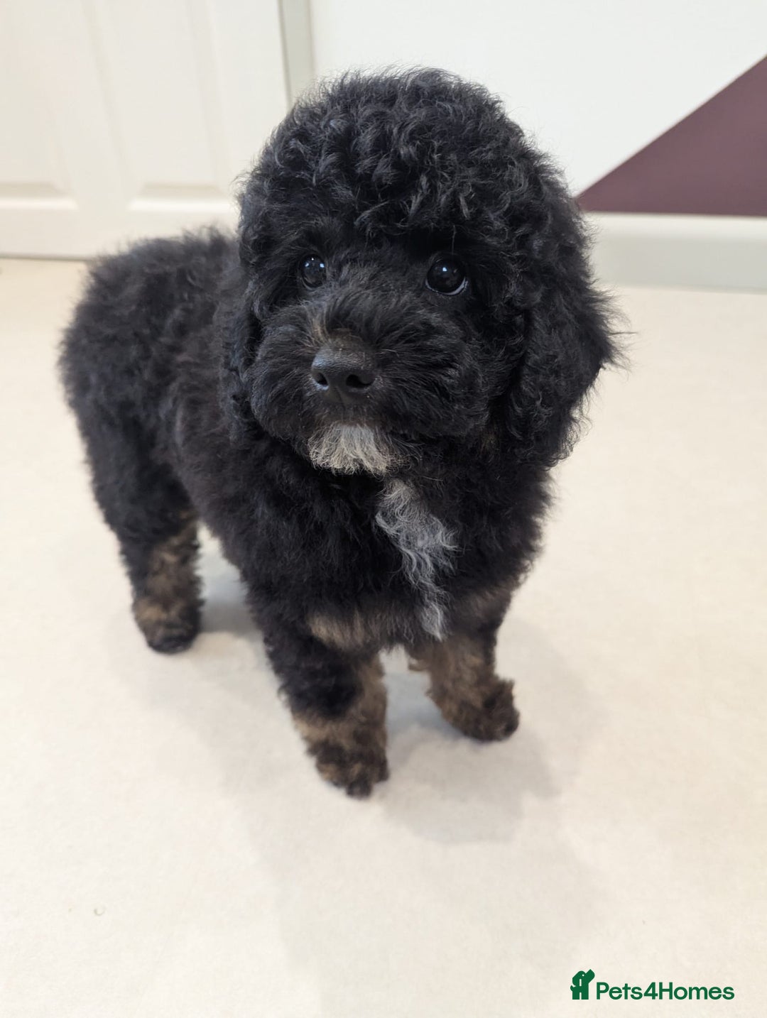 Miniature Poodle dogs for sale: 4 Beautiful Miniature Poodle puppies  in Skelmersdale - Image 6
