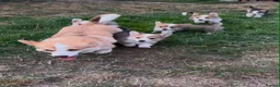 Welsh Corgi Pembroke dogs for sale: 3 Stunning KC Registered Pembroke Corgi Boys  - Advert 5