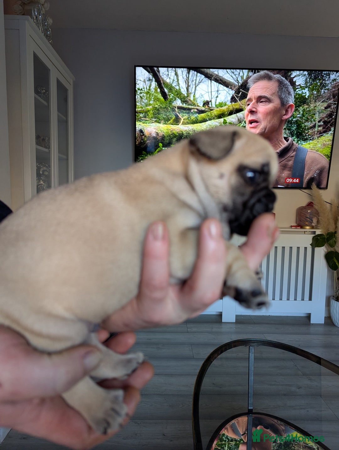 French Bulldog dogs for sale: French bulldog puppies for sale - Advert 6