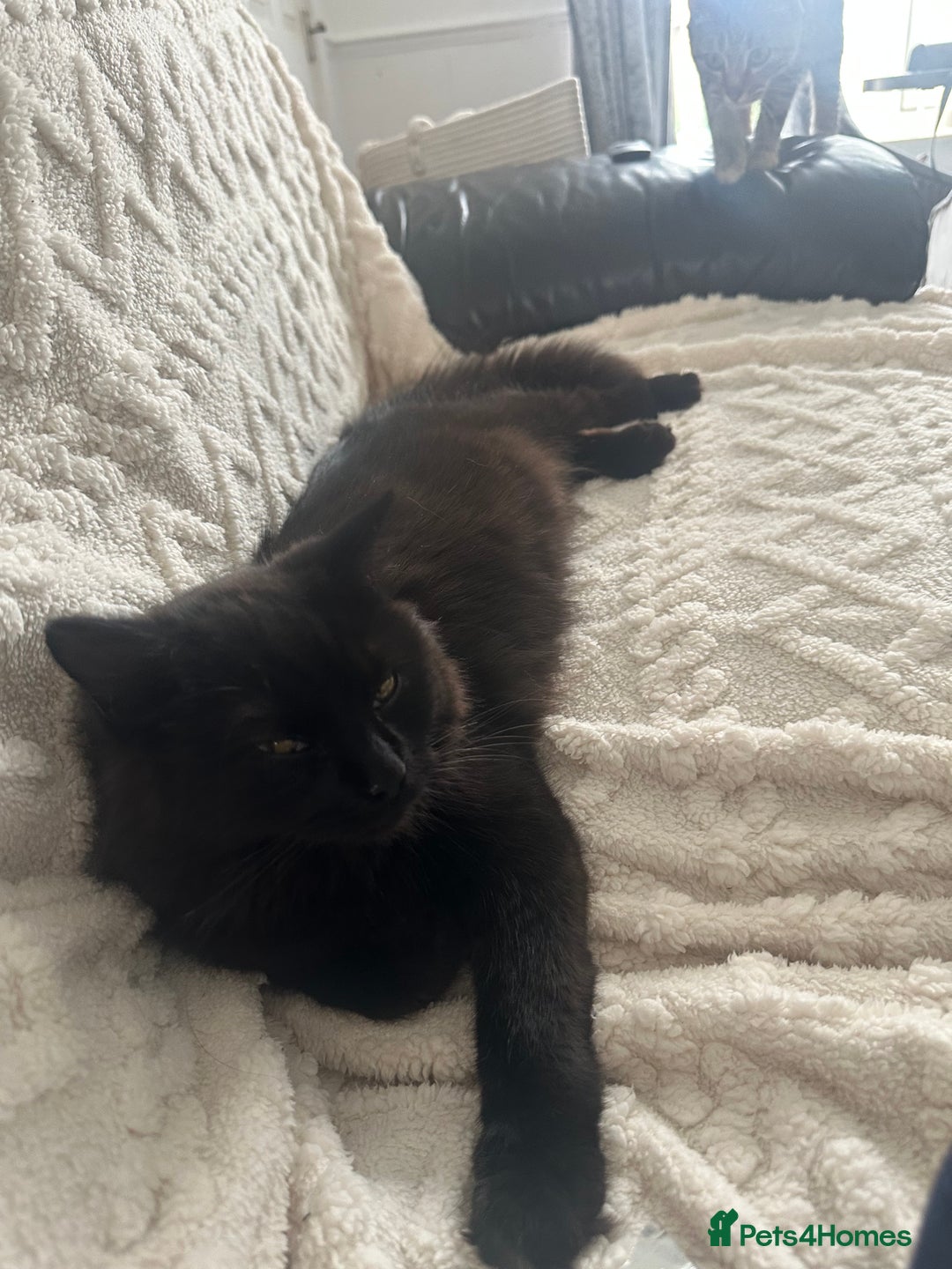 Maine Coon cats for sale: Beautiful main coon  - Image 2