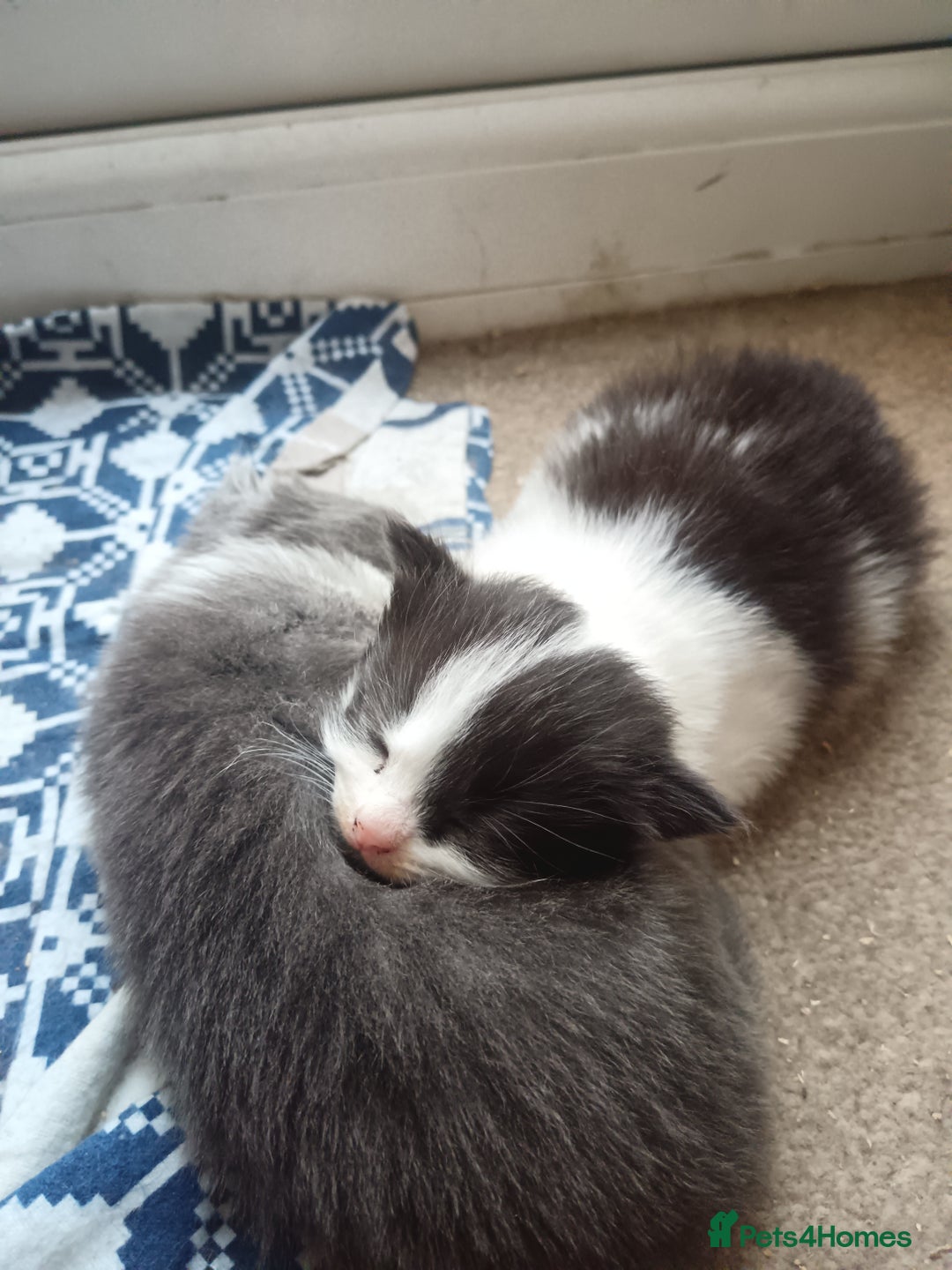 Mixed Breed cats for sale: 2 fluffy and playful kittens  - Image 6