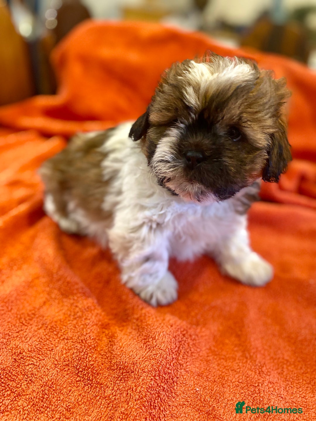 Shihpoo dogs for sale: ADORABLE SHIPOO PUPPIES - Advert 7