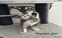 Maine Coon cats for sale: Stunning poly/non poly Maine coin kittens - Image 7