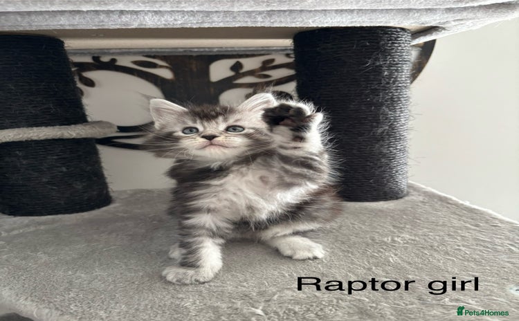 Maine Coon cats - Advert 8