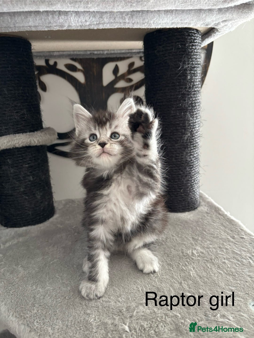 Maine Coon cats for sale: Stunning poly/non poly Maine coin kittens - Image 7