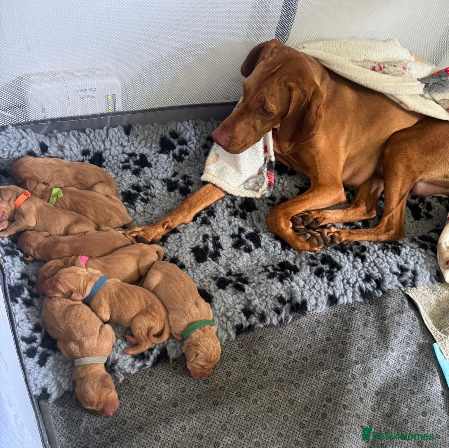 Hungarian Vizsla dogs Hungarian vizsla puppies  - Advert 1