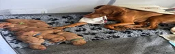 Hungarian Vizsla dogs for sale: Hungarian vizsla puppies  in Thirsk - Advert 1