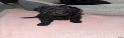 Toy Poodle dogs for sale: Beautiful Toy Poodle Puppies - Ready to reserve - Advert 9