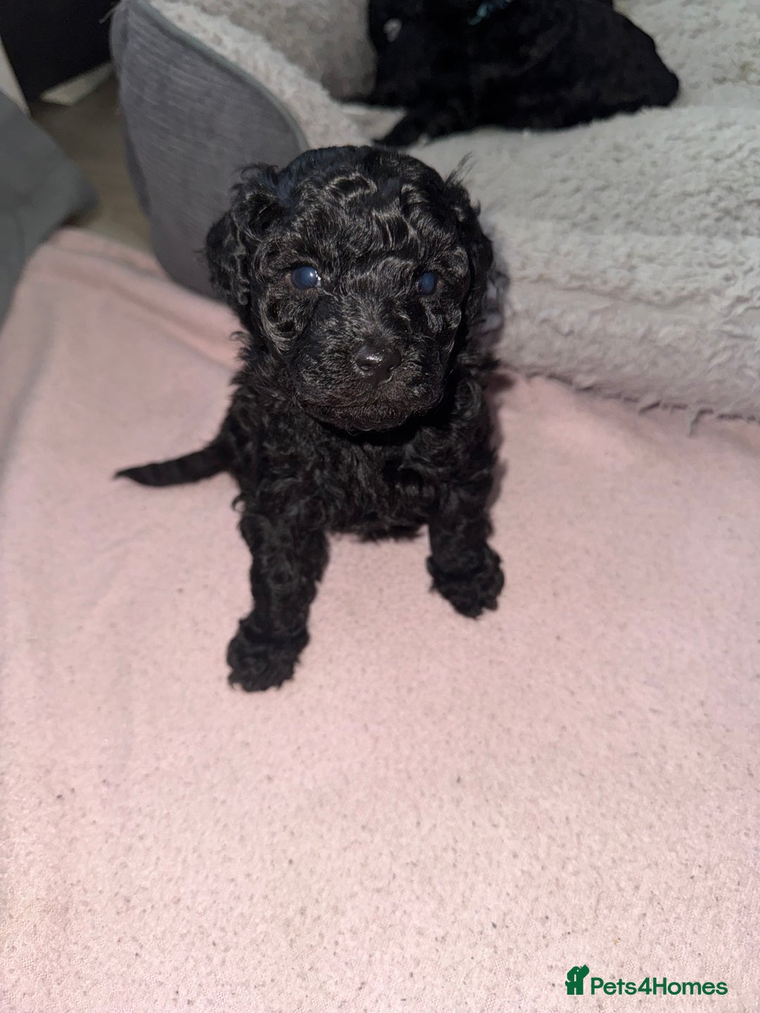 Toy Poodle dogs for sale: Beautiful Toy Poodle Puppies - Ready to reserve - Advert 9