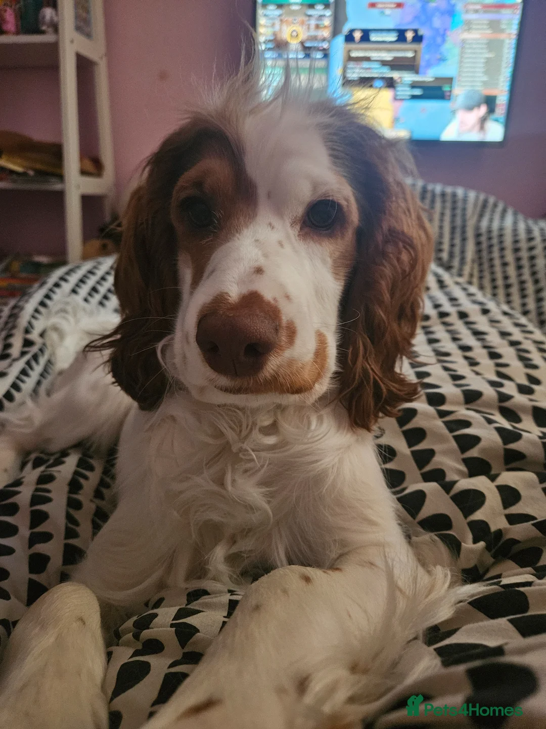 Cockapoo dogs for sale: High energy Cockapoo - Advert 4