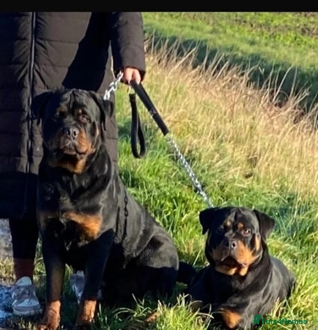 Rottweiler dogs for sale: Gorgeous Rottweiler puppies in Lincoln - Advert 1
