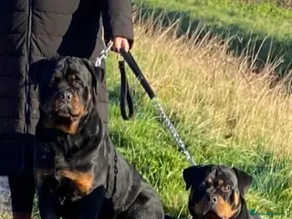 Rottweiler dogs Gorgeous Rottweiler puppies - Advert 10