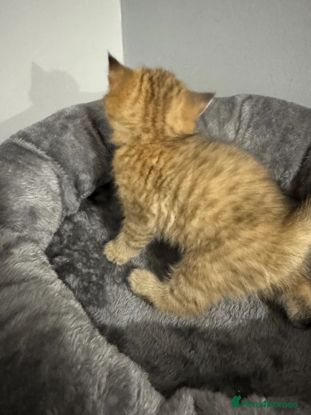 British Shorthair cats for sale: British Shorthair Golden Kitten - Advert 6