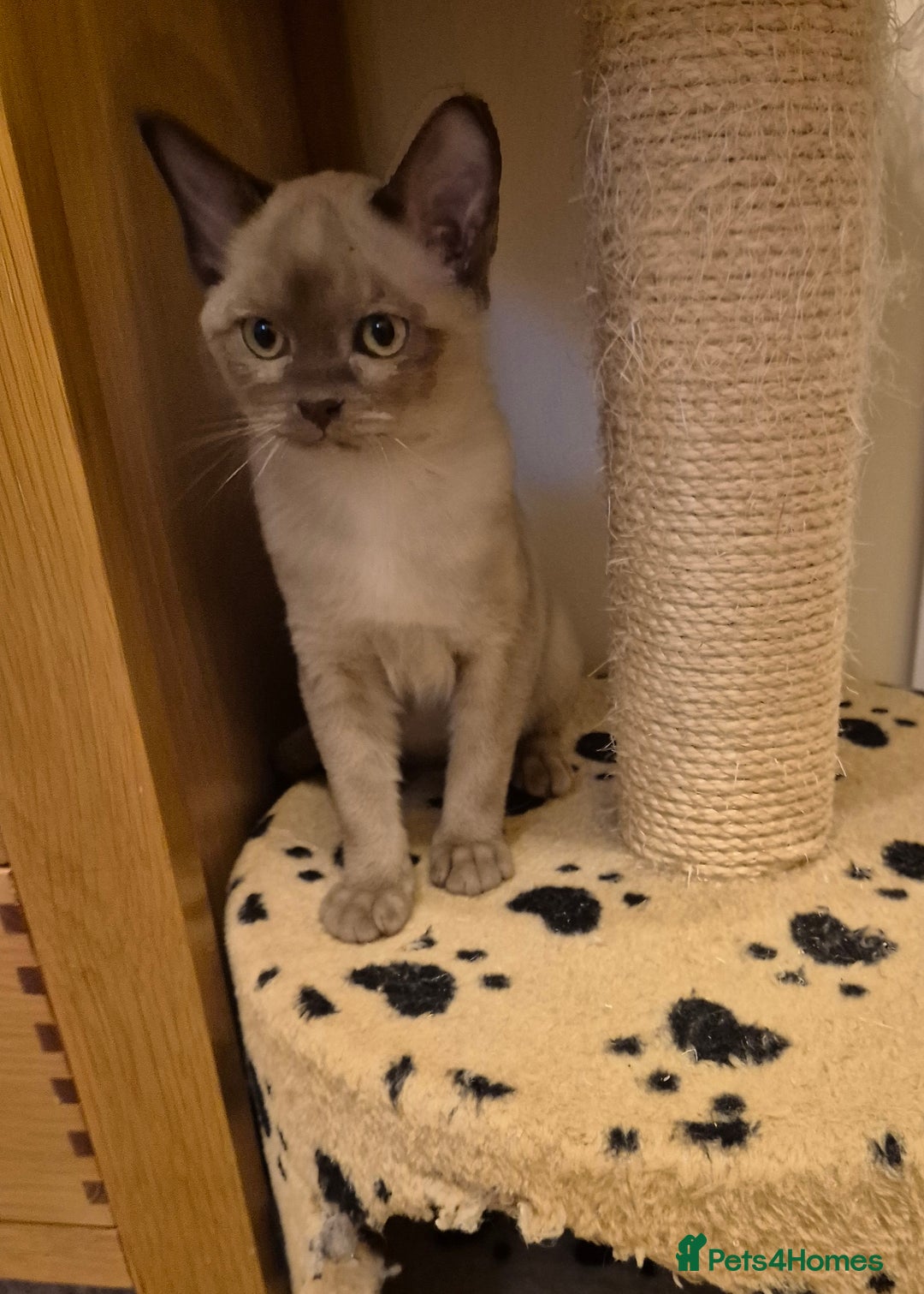 Burmese cats for sale: Pedigree Burmese Kittens - Advert 4