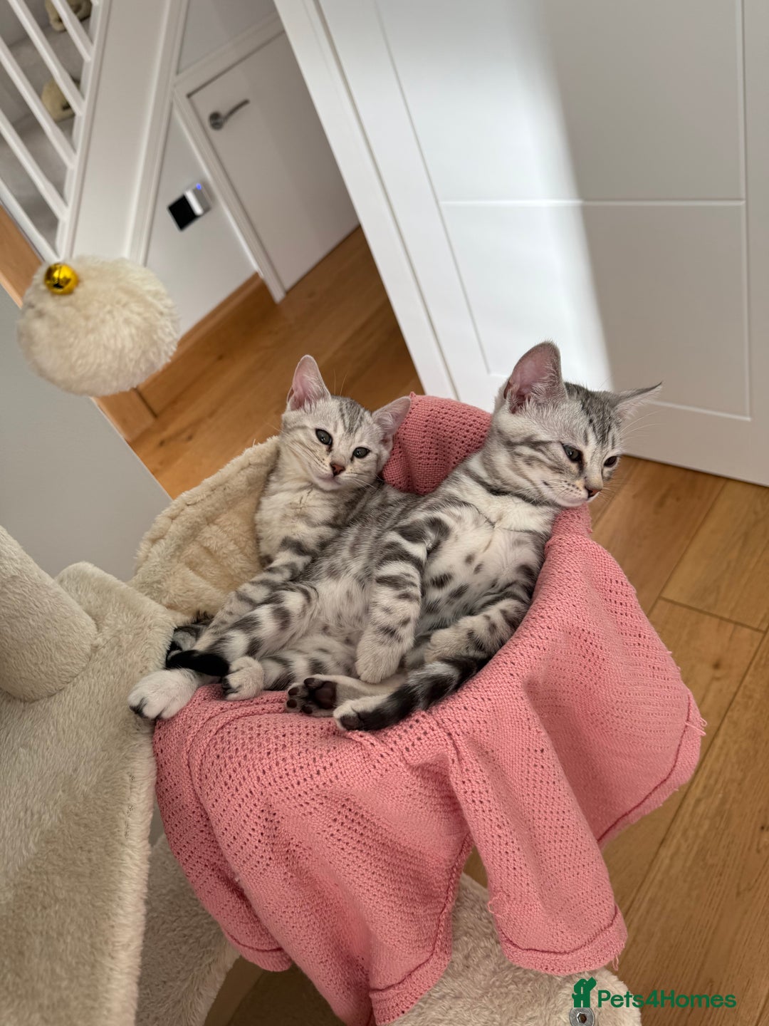 Bengal cats for sale: Beautiful Bengal kittens  in Cambridge - Image 3