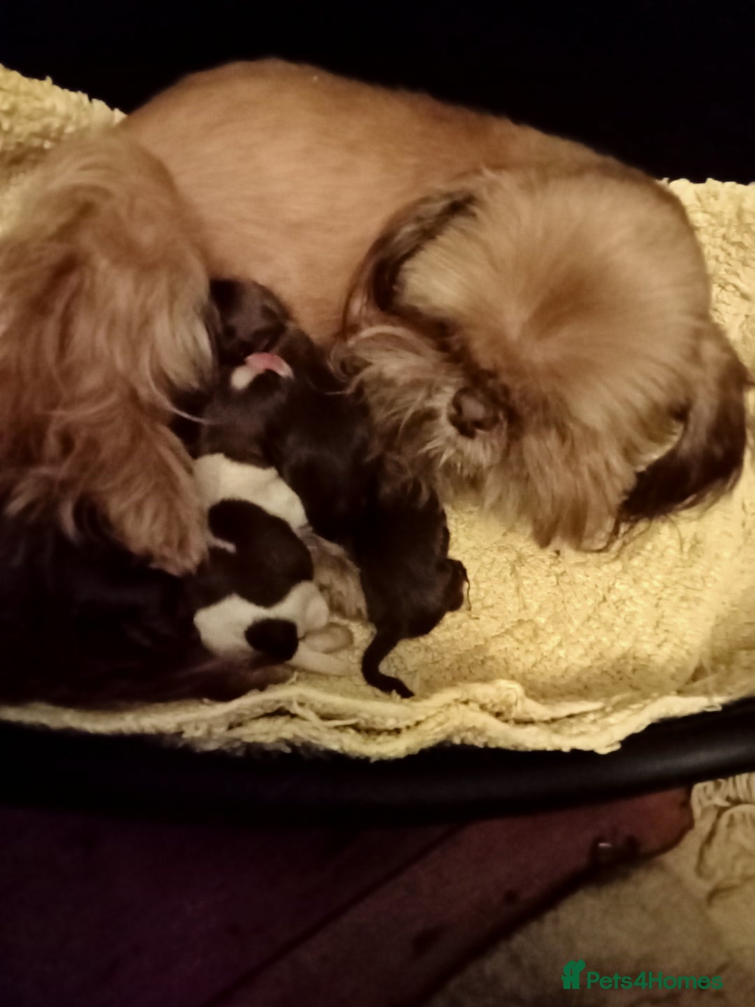 Shih Tzu dogs for sale: Shih Tzu pups for sale - Image 5