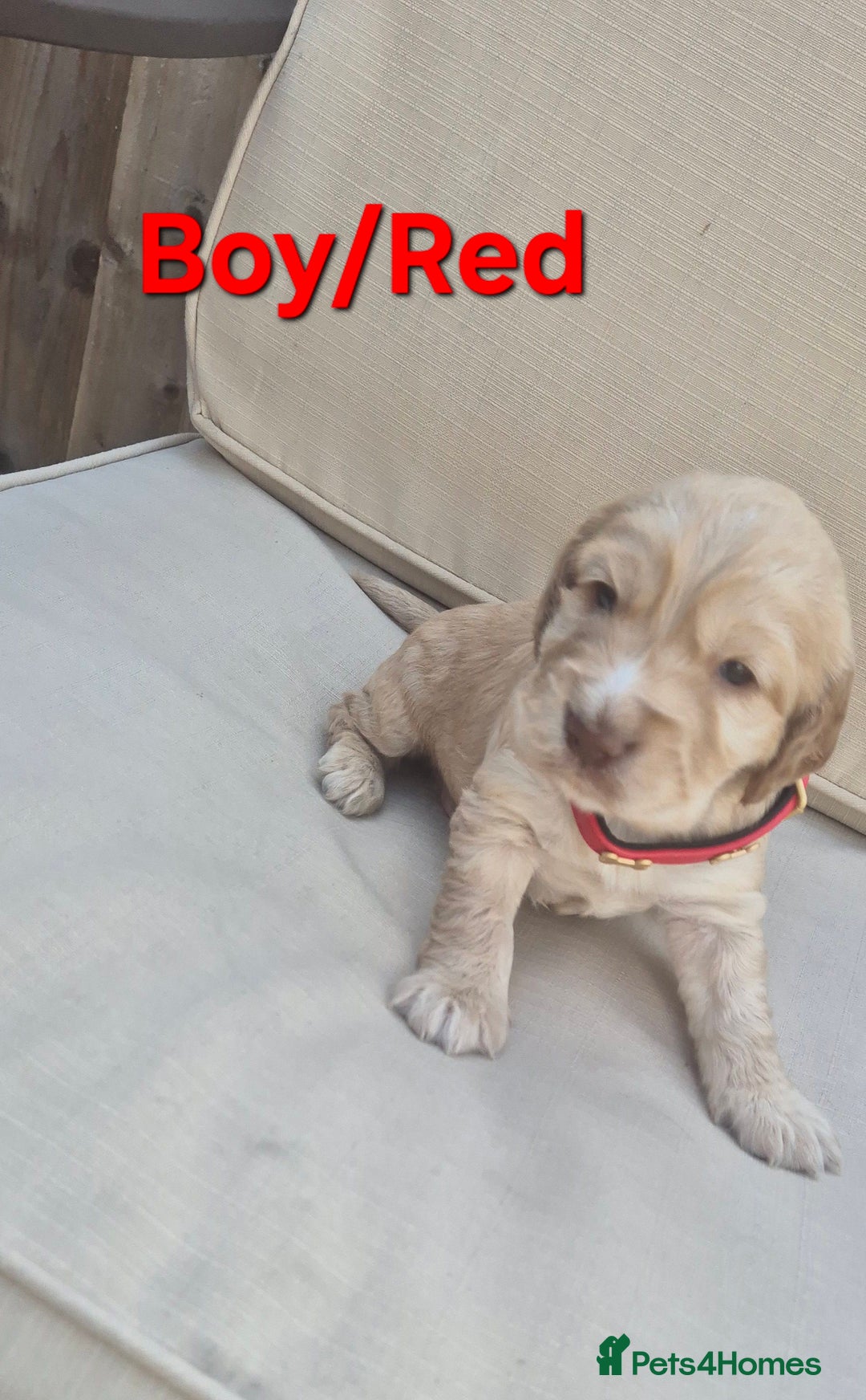 Cocker Spaniel dogs for sale: 🐶 Cocker spaniel Show-type Puppies - Image 6